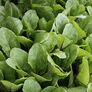 Ruby Fresh, (F1) Swiss Chard Seeds - Packet thumbnail number null